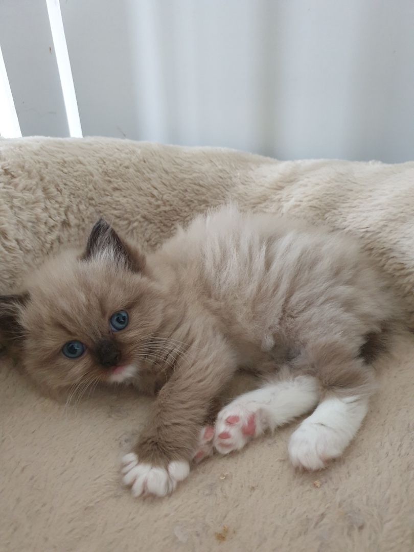 Ragdoll Schmuser mit Stammbaum Ragdoll Schmuser mit Stammbaum