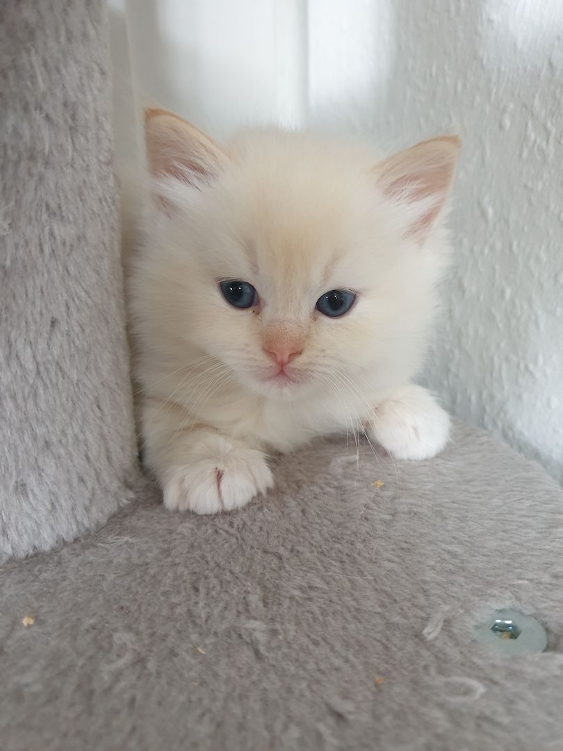 Ragdoll Schmuser mit Stammbaum Ragdoll Schmuser mit Stammbaum