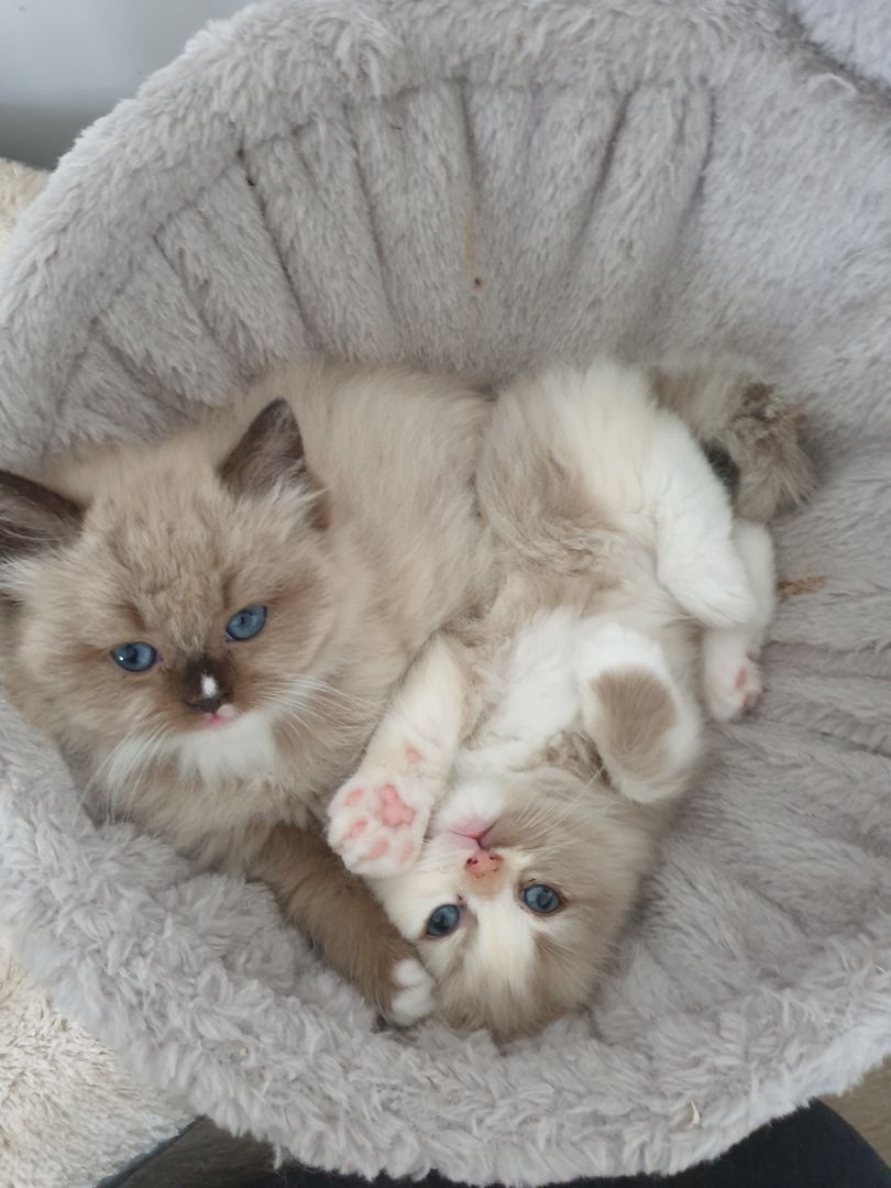 Ragdoll Schmuser mit Stammbaum Ragdoll Schmuser mit Stammbaum