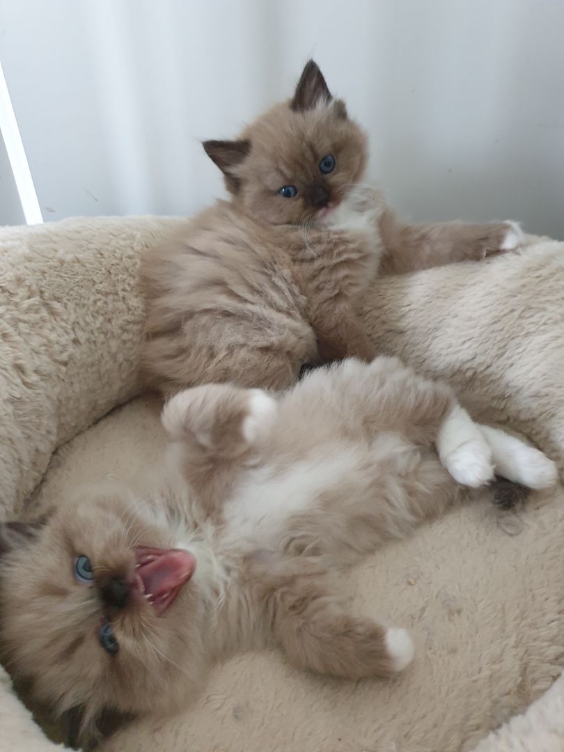 Ragdoll Schmuser mit Stammbaum Ragdoll Schmuser mit Stammbaum