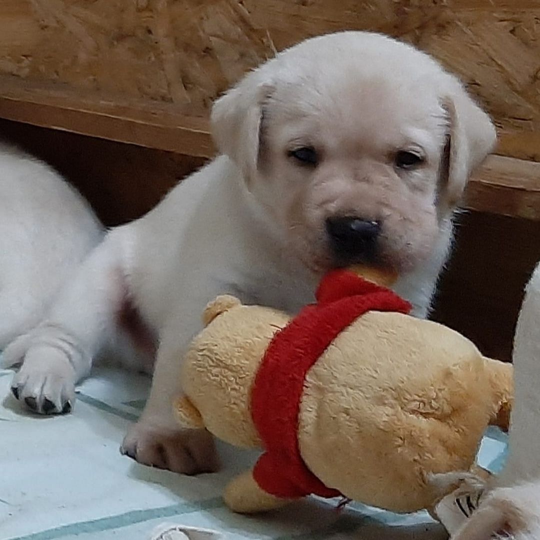 Reinrassige Labrador Welpen (Showlinie)