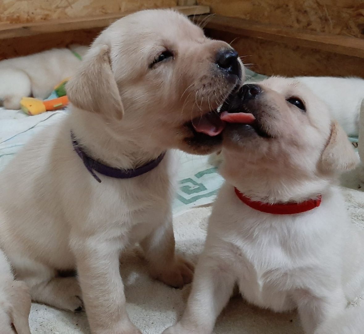 Reinrassige Labrador Welpen (Showlinie)