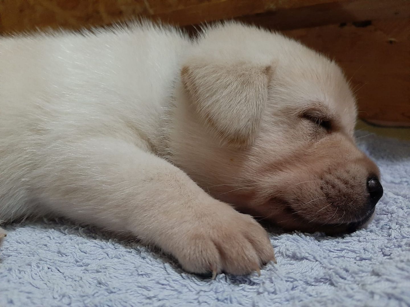 Reinrassige Labrador Welpen (Showlinie)