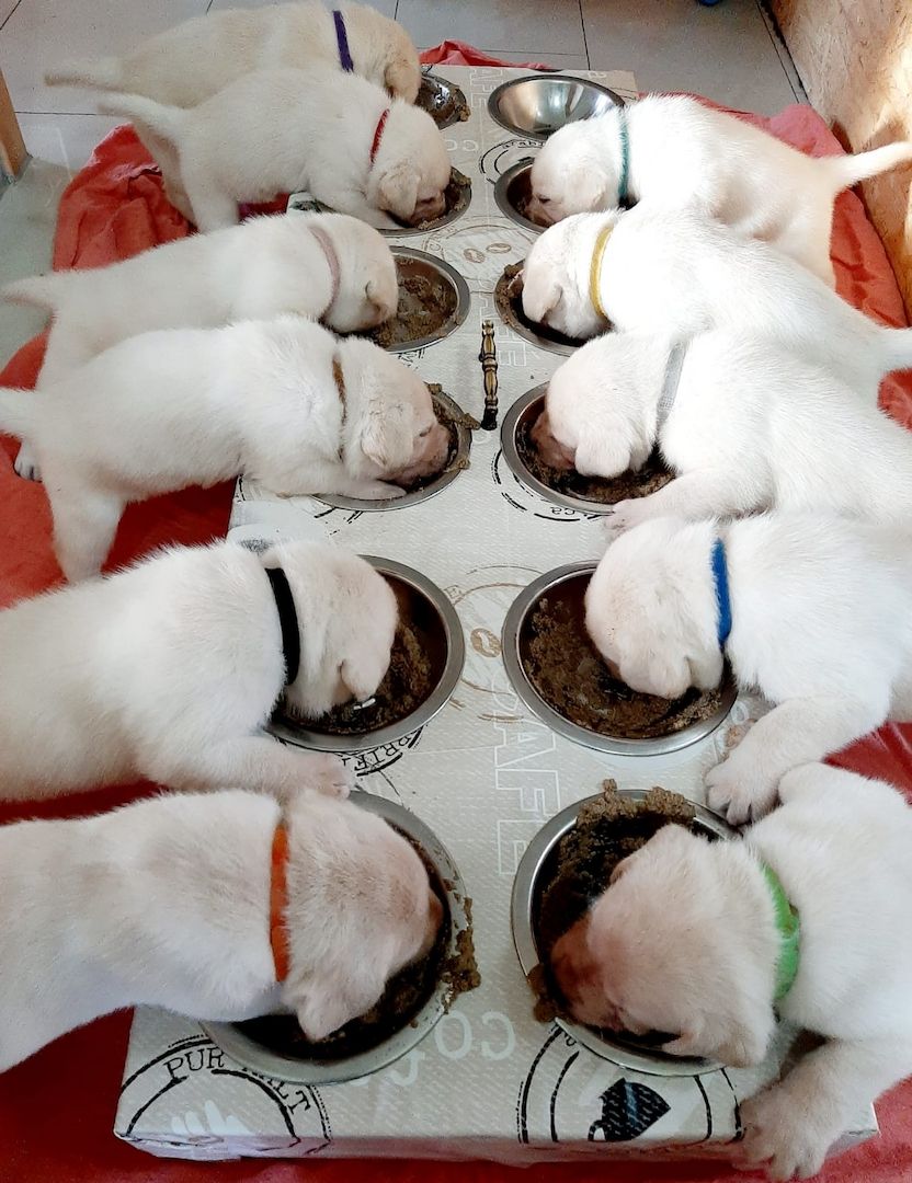 Reinrassige Labrador Welpen (Showlinie)