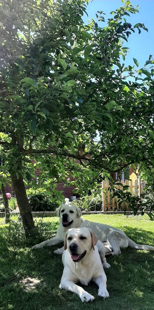 Reinrassige Labrador Welpen (Showlinie)