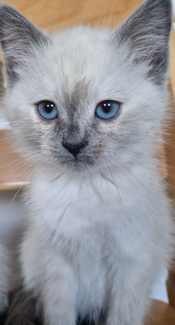 Heilige brima BKH kitten