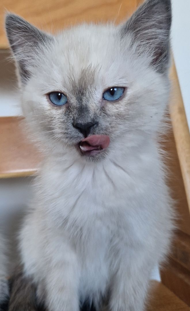 Heilige brima BKH kitten