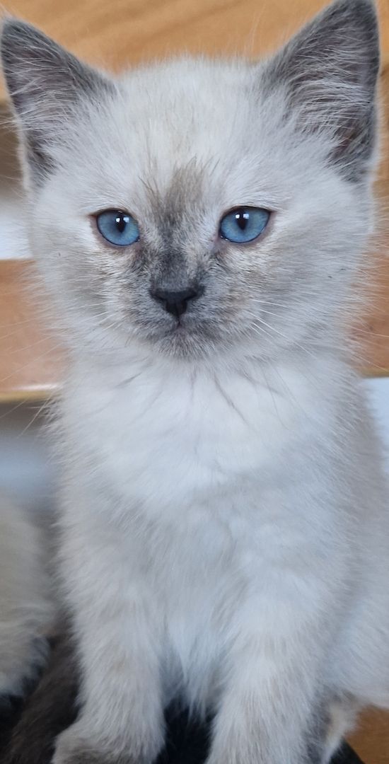 Heilige brima BKH kitten