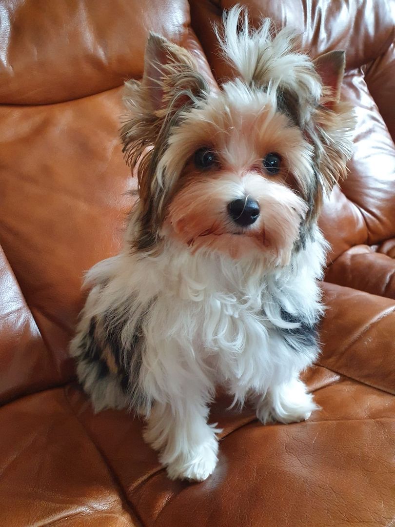 Biewer  Yorkshire Hündin