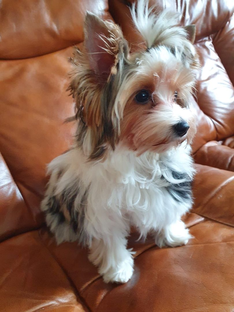 Biewer  Yorkshire Hündin