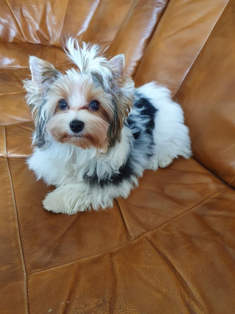 Biewer  Yorkshire Hündin