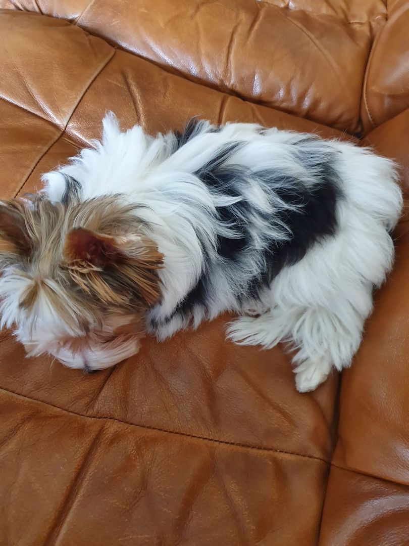 Biewer  Yorkshire Hündin