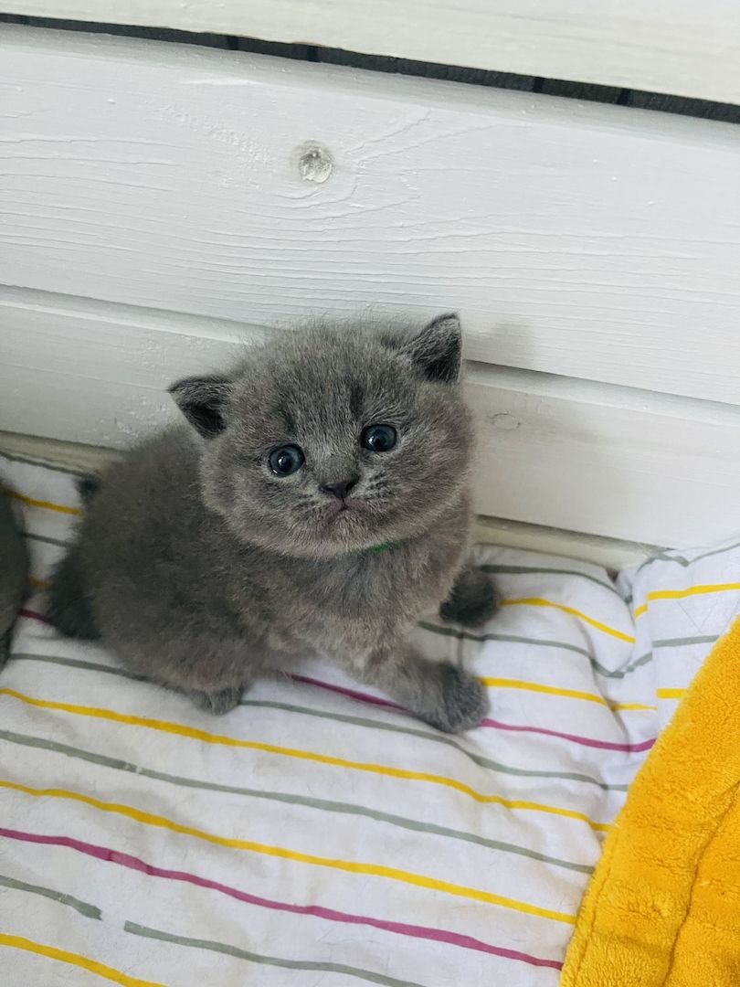BKH/Russisch Blau Edelmix Kitten