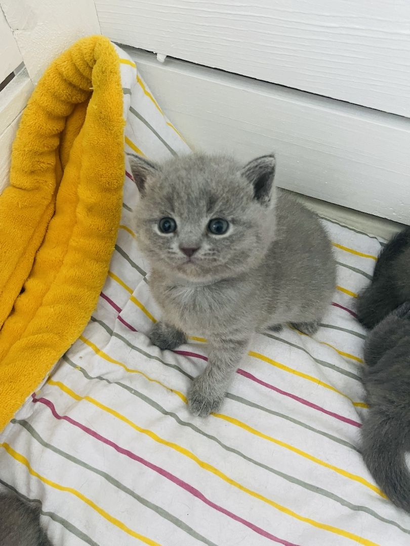 BKH/Russisch Blau Edelmix Kitten