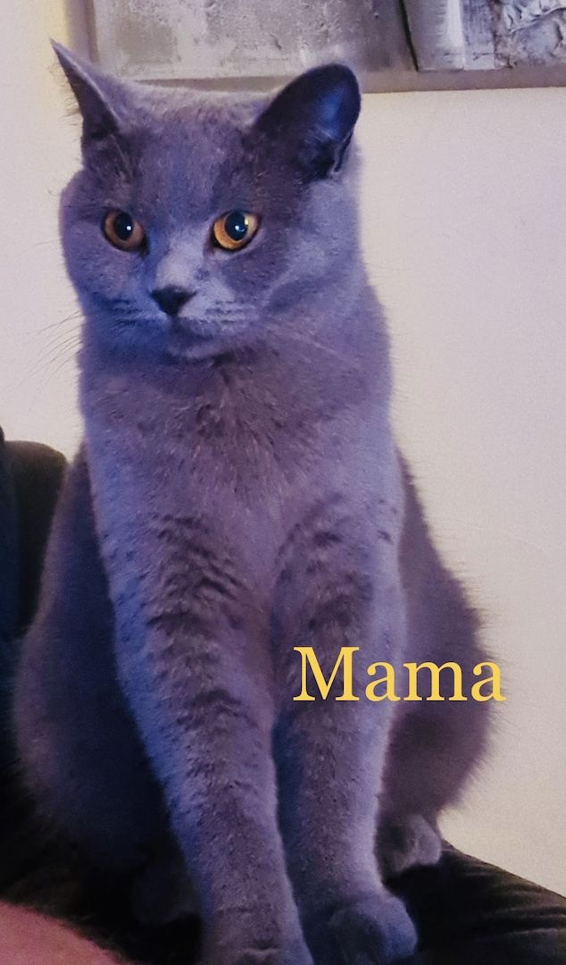 BKH/Russisch Blau Edelmix Kitten