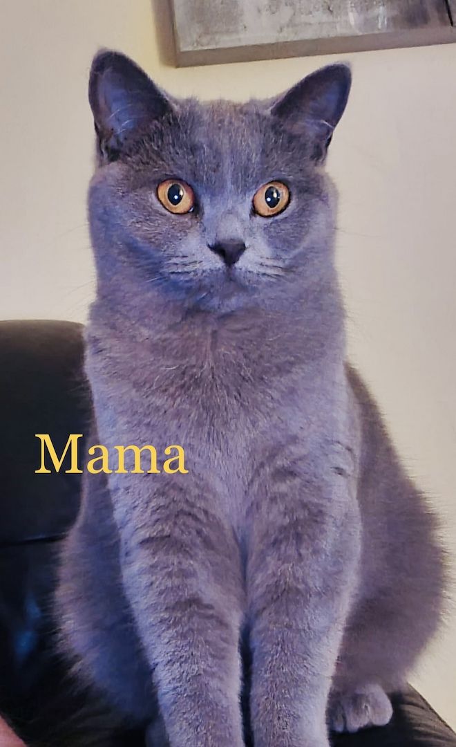 BKH/Russisch Blau Edelmix Kitten