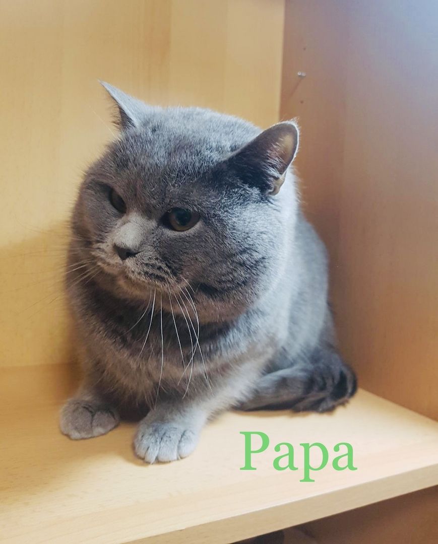 BKH/Russisch Blau Edelmix Kitten