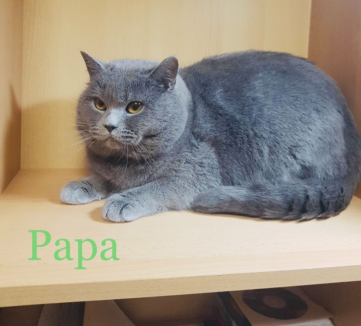 BKH/Russisch Blau Edelmix Kitten