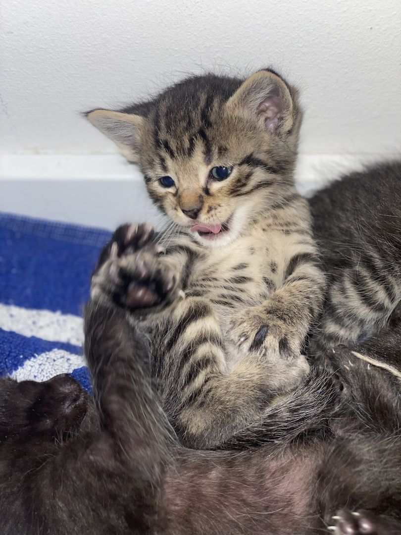 Savannah F5 Kitten Babykatzen  Savannah F5 Kitten Babykatzen