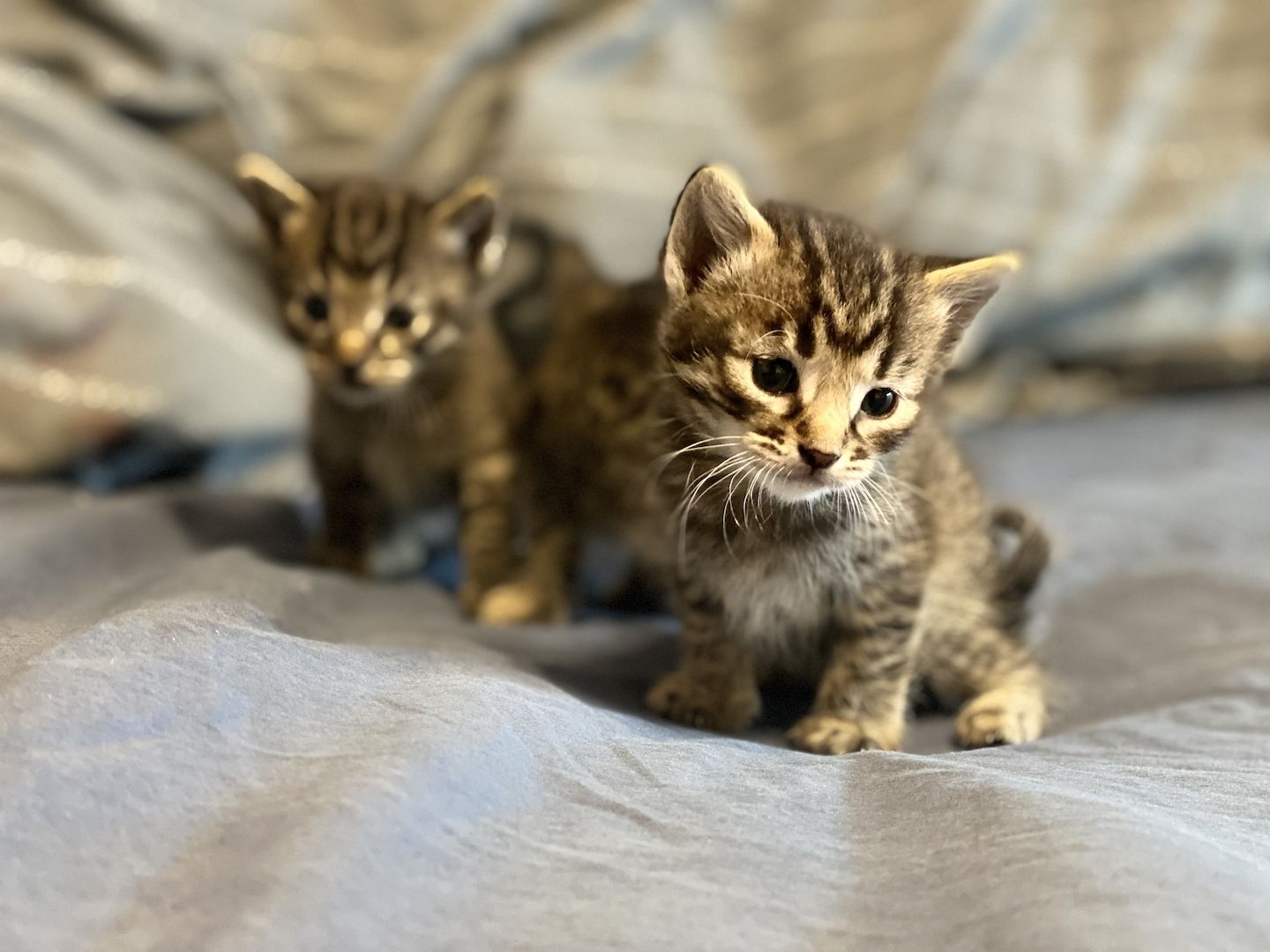 Savannah F5 Kitten Babykatzen  Savannah F5 Kitten Babykatzen