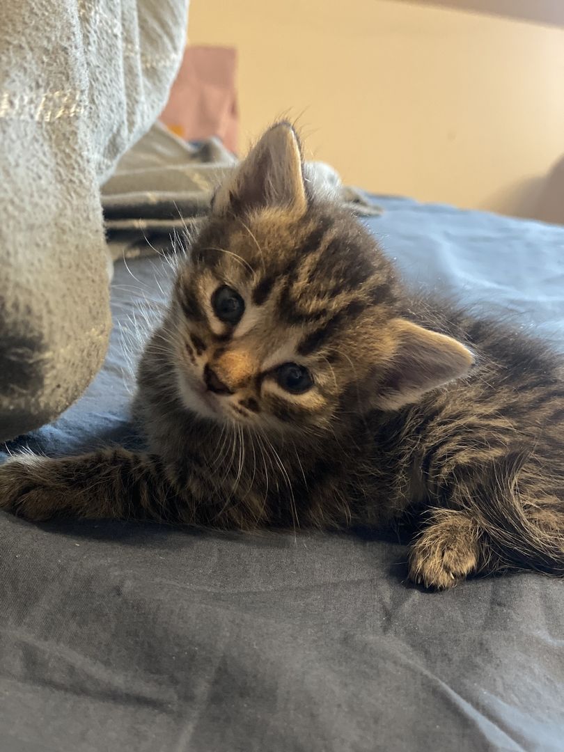 Savannah F5 Kitten Babykatzen  Savannah F5 Kitten Babykatzen