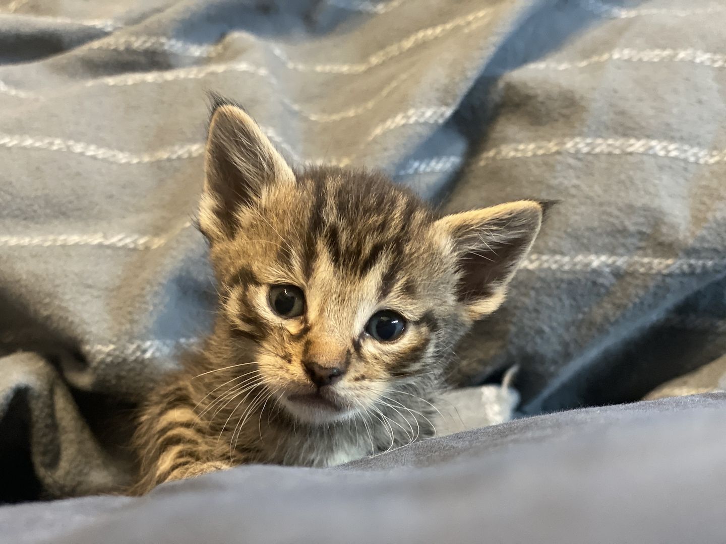 Savannah F5 Kitten Babykatzen  Savannah F5 Kitten Babykatzen