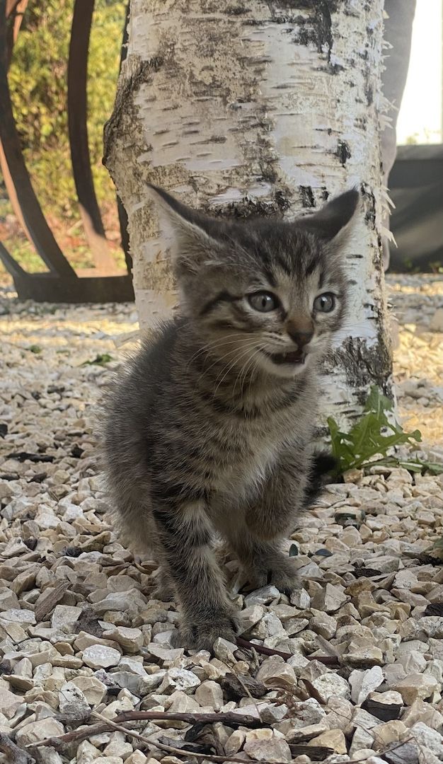 Savannah F5 Kitten Babykatzen  Savannah F5 Kitten Babykatzen