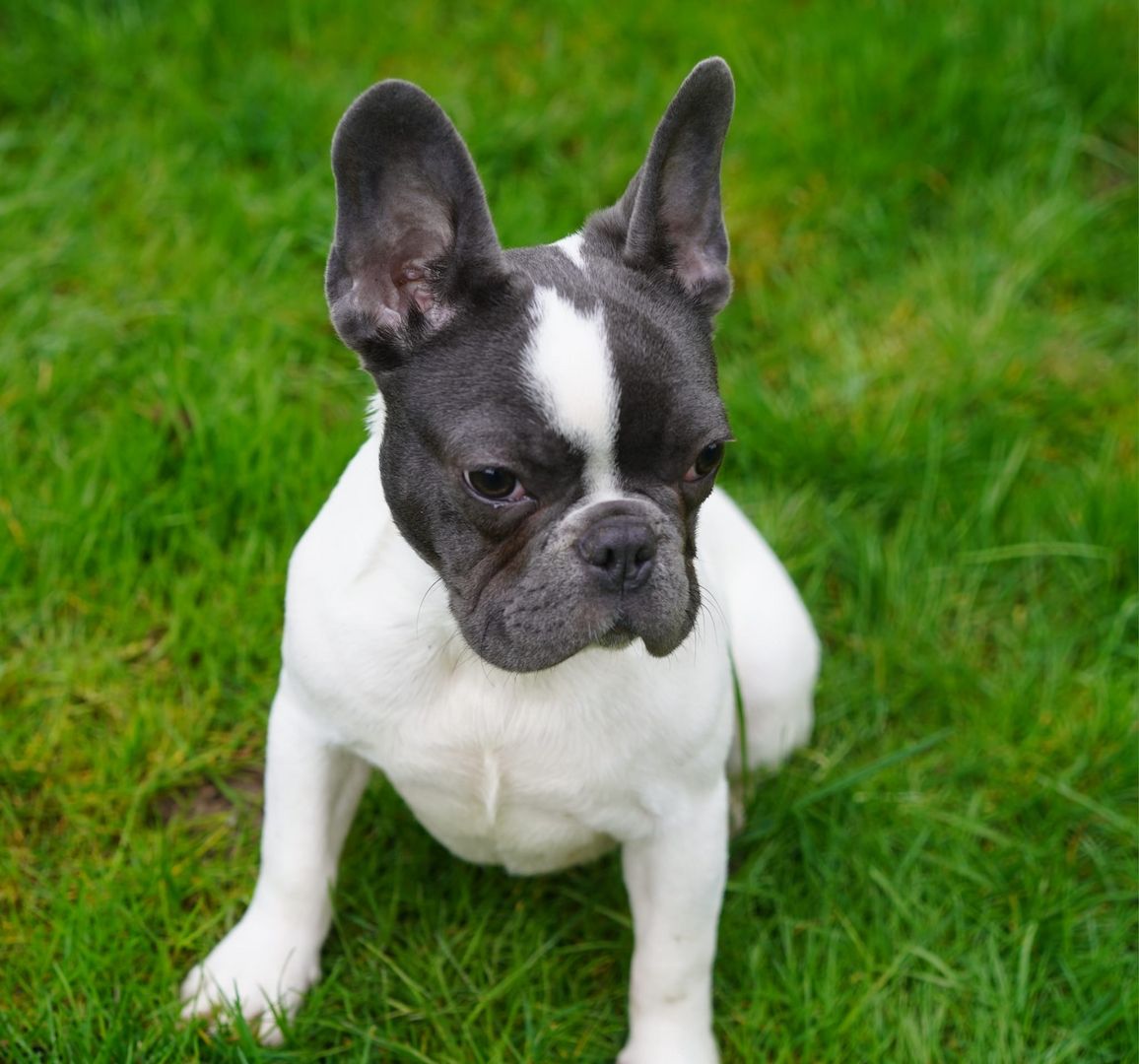 Französische Bulldogge Rüde
