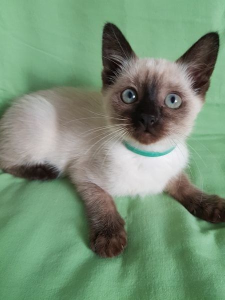 Reinrassige Siam Katzen, alter Typ Thai Siam Kitten