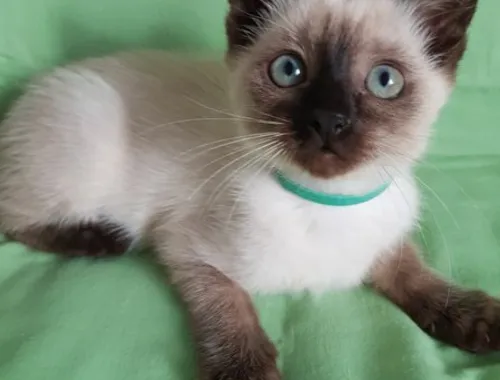 Reinrassige Siam Katzen, alter Typ Thai Siam Kitten