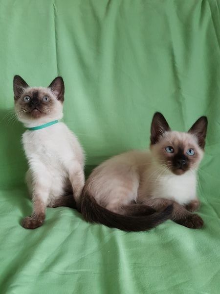 Reinrassige Siam Katzen, alter Typ Thai Siam Kitten