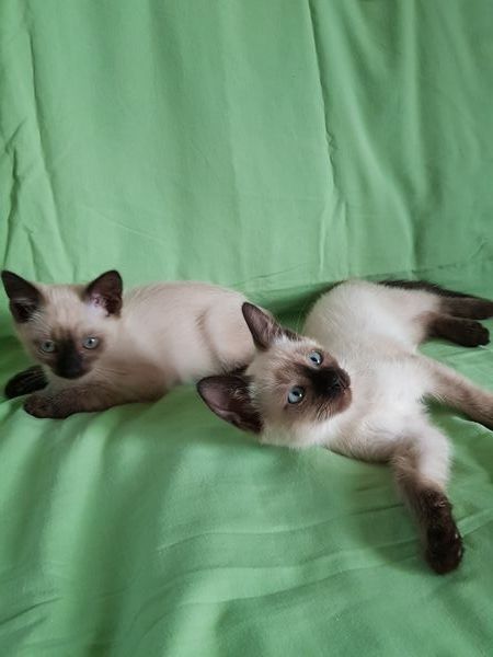 Reinrassige Siam Katzen, alter Typ Thai Siam Kitten