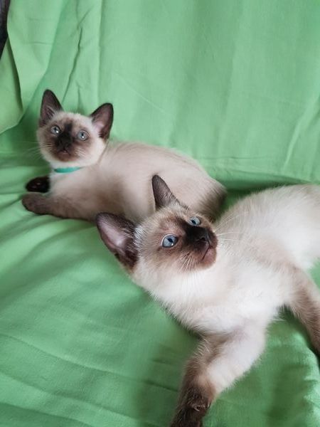 Reinrassige Siam Katzen, alter Typ Thai Siam Kitten