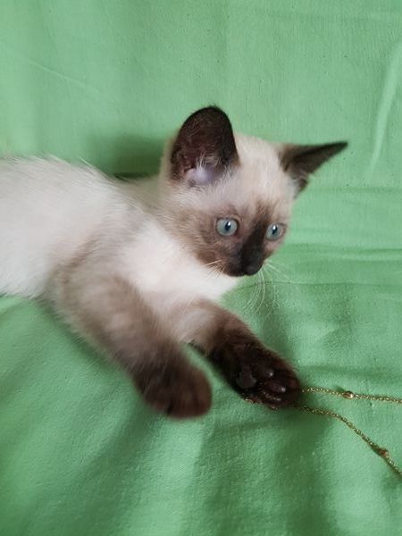 Reinrassige Siam Katzen, alter Typ Thai Siam Kitten