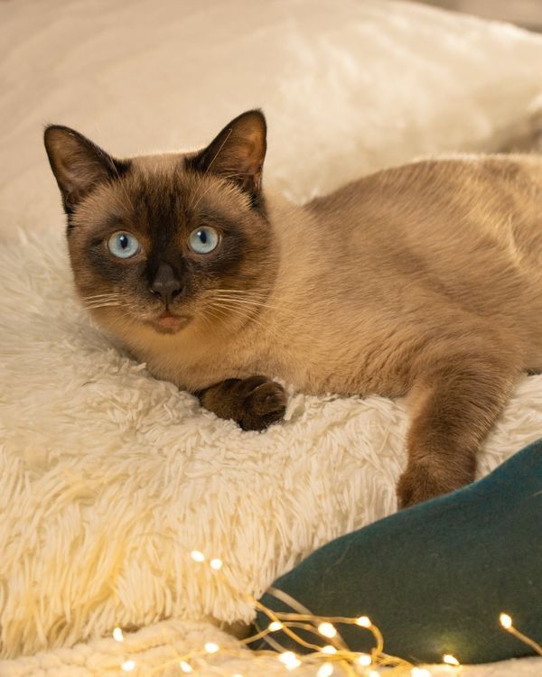 Reinrassiger Siam Seal-Point Deckkater mit Erfahrung 100% sicheres Ergebnis!