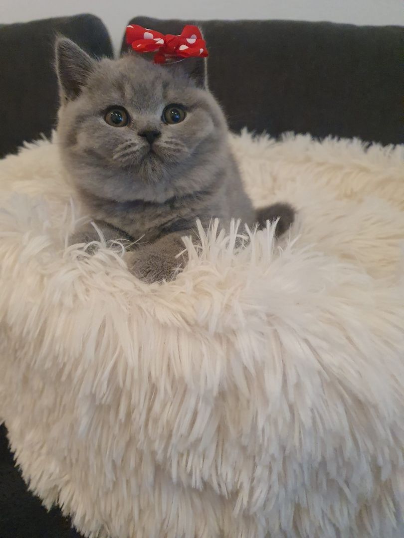 Bkh Kitten zu verkaufen