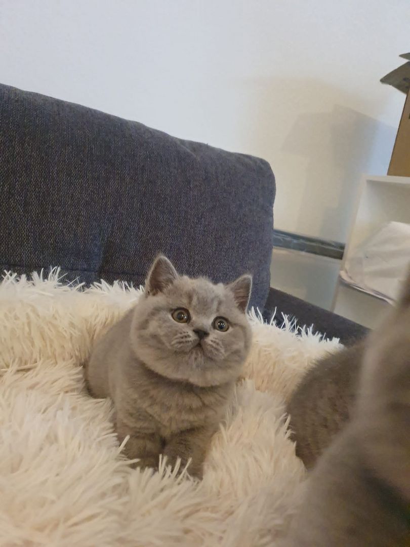 Bkh Kitten zu verkaufen