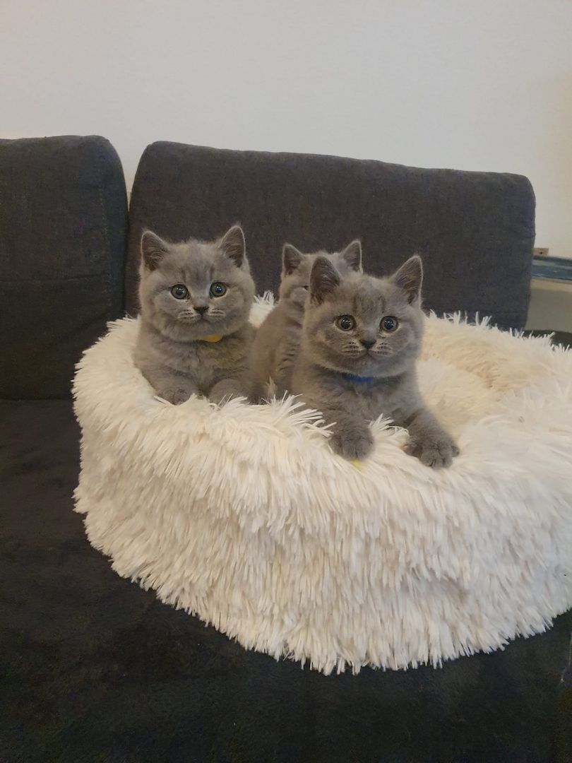 Bkh Kitten zu verkaufen