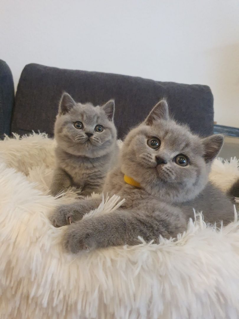 Bkh Kitten zu verkaufen