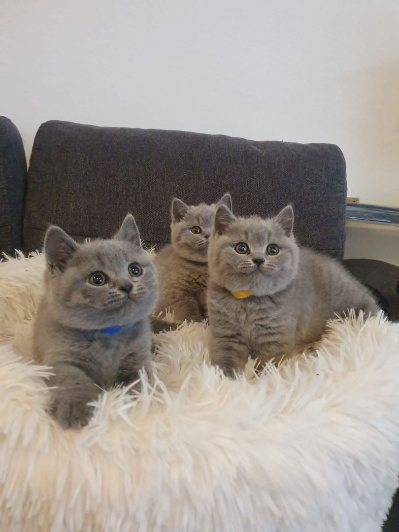 Bkh Kitten zu verkaufen