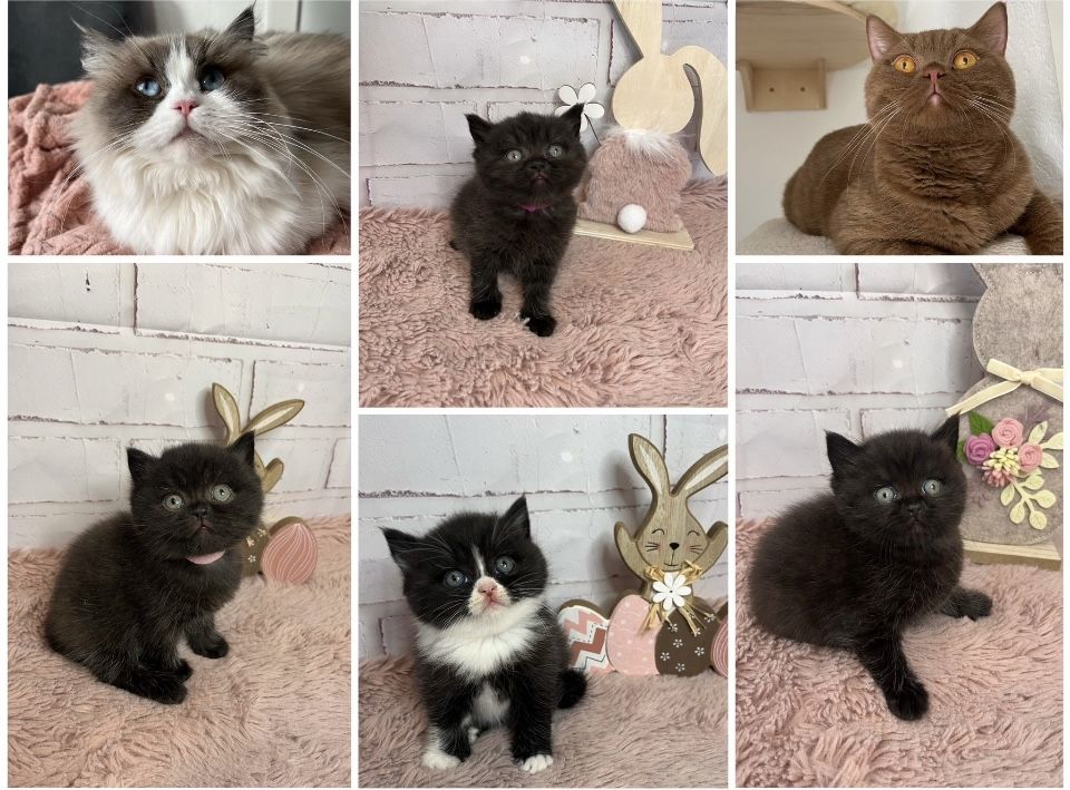 BLH/BKH Kitten mit Stammbaum