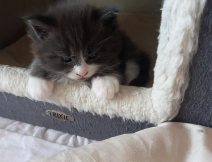 Maine Coon Kitten