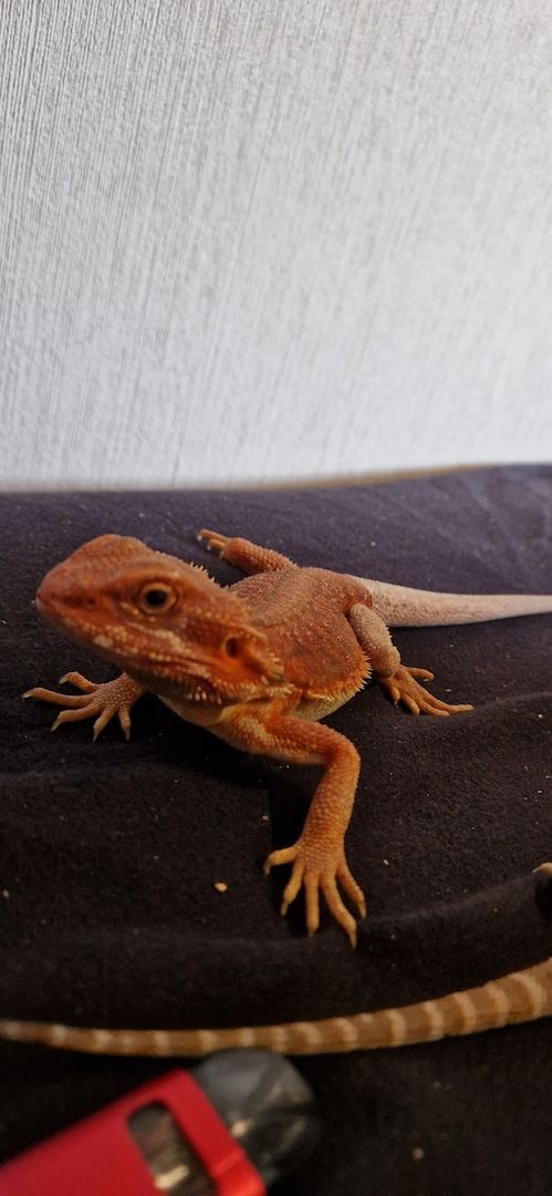 Bartagame dringend abzugeben