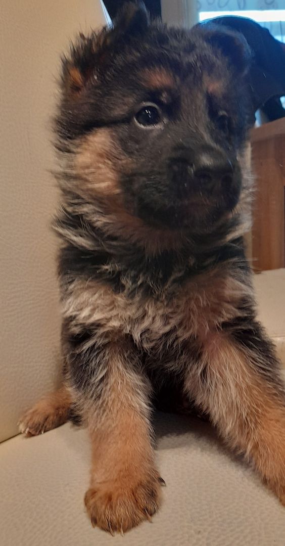 Deutscher Schäferhundwelpen Deutscher Schäferhundwelpen