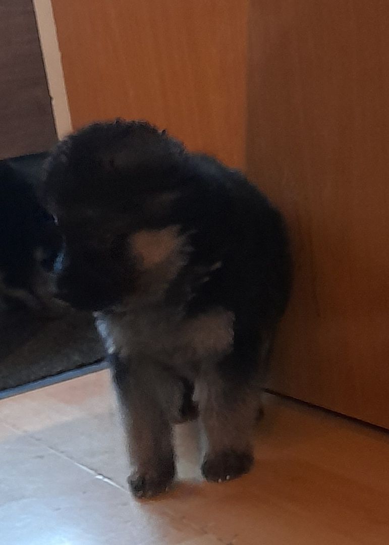 Deutscher Schäferhundwelpen Deutscher Schäferhundwelpen