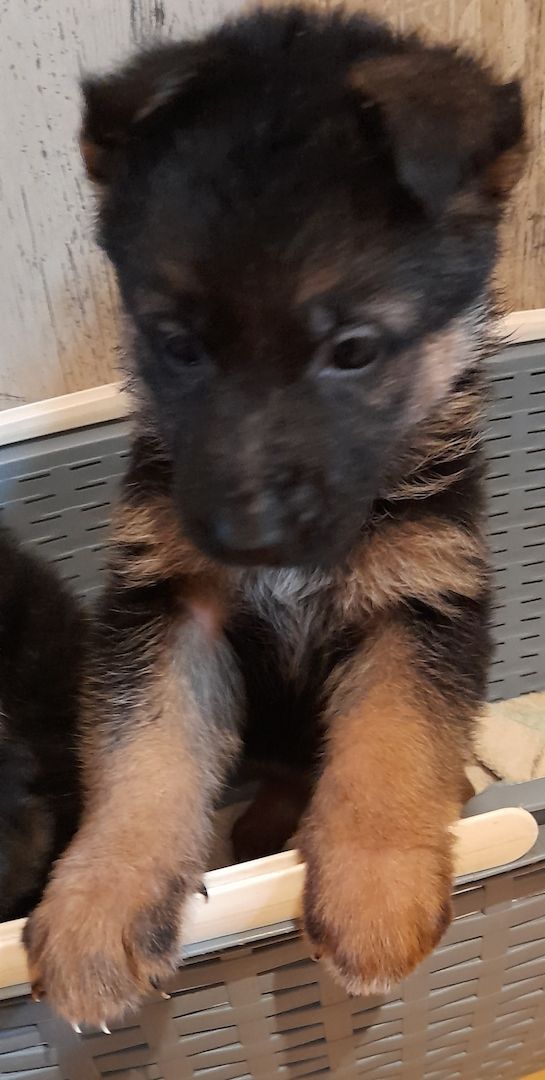 Deutscher Schäferhundwelpen Deutscher Schäferhundwelpen