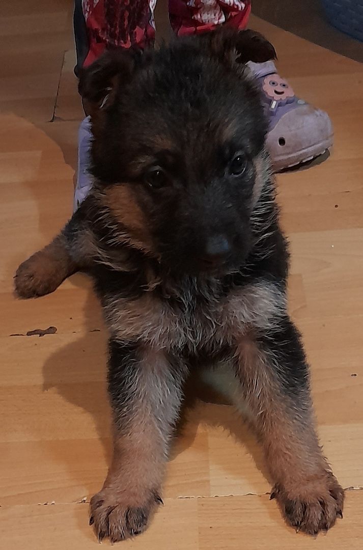 Deutscher Schäferhundwelpen Deutscher Schäferhundwelpen