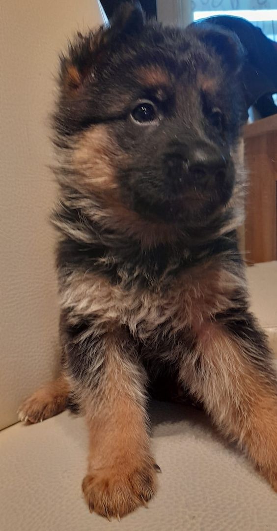 Deutscher Schäferhundwelpen Deutscher Schäferhundwelpen