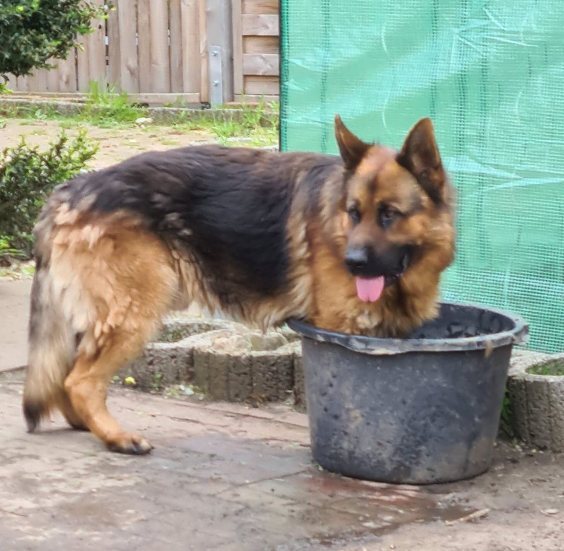 Deutscher Schäferhundwelpen Deutscher Schäferhundwelpen