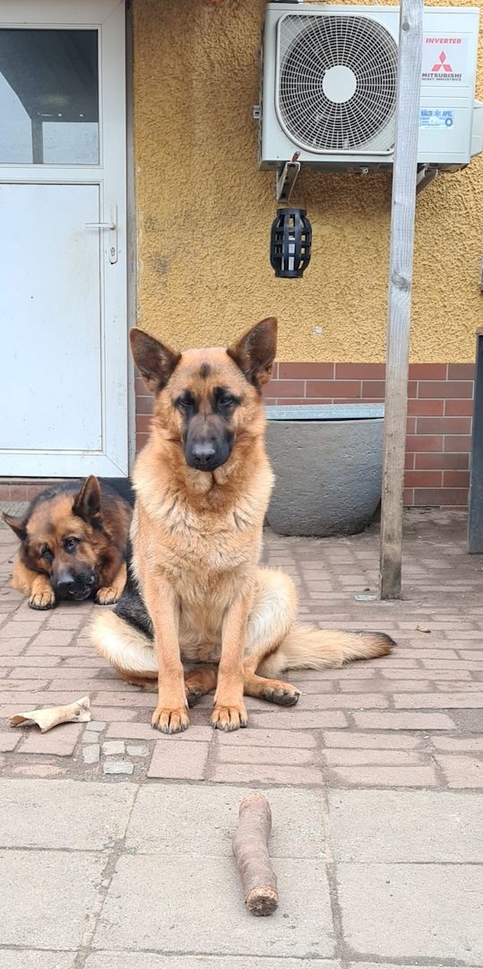 Deutscher Schäferhundwelpen Deutscher Schäferhundwelpen